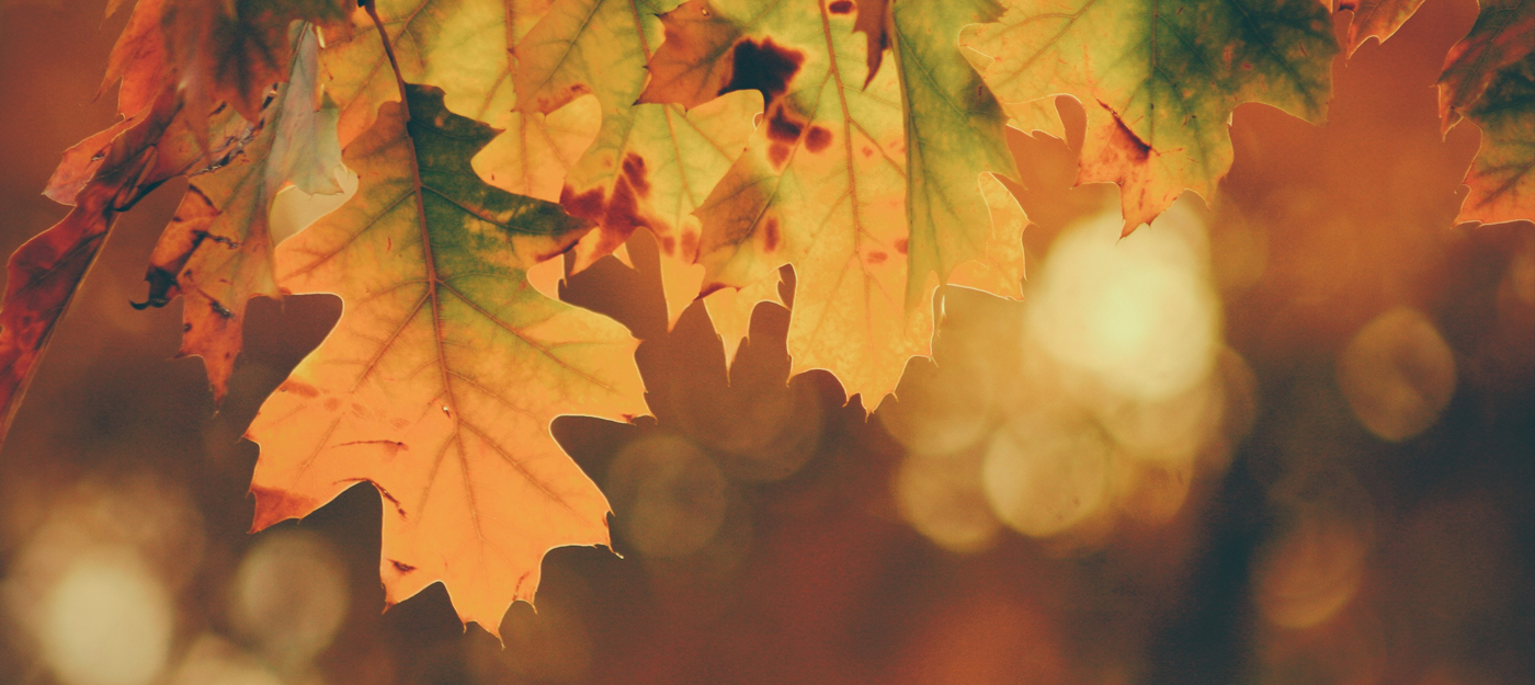 Fall leaves changing colors